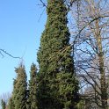 Cupressus sempervirens 'Stricta'